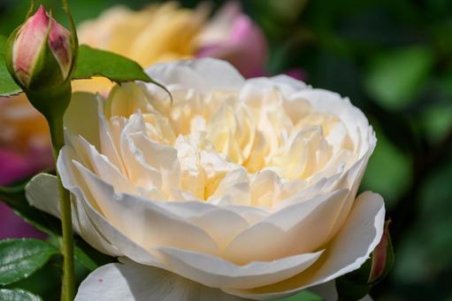 淡いクリーム色のイングリッシュローズ 薔薇,花,イングリッシュローズの写真素材