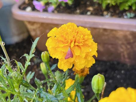 Photo, flower, marigold, insect, 