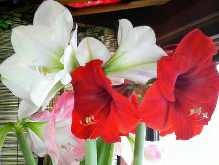 Photo, red, white, flower, 