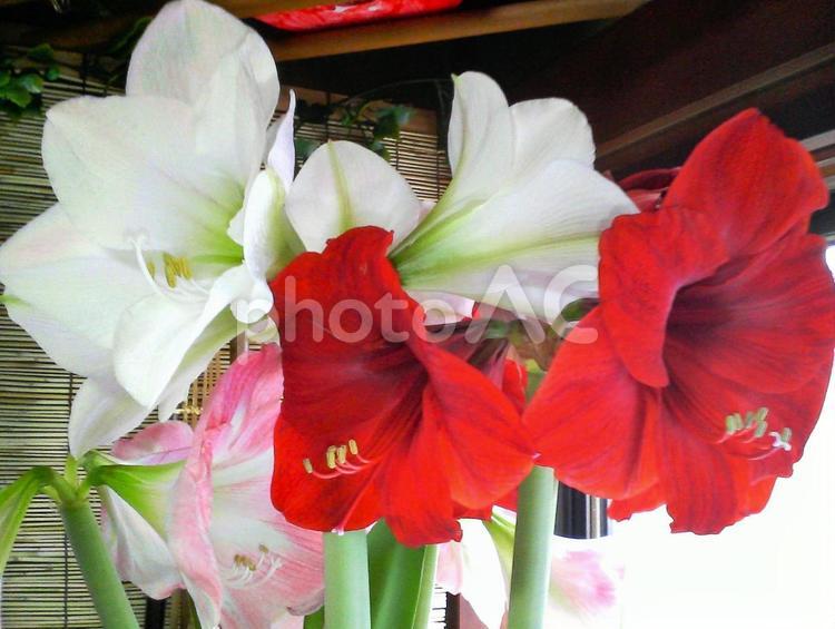 赤と白の花 赤,白,花の写真素材