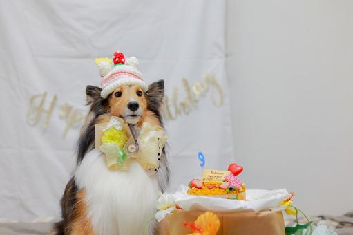 シェルティ シェルティ シェルティ,ペット,犬の写真素材