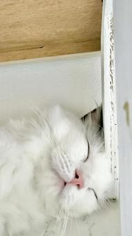 床で寝る猫ドアップ②の写真