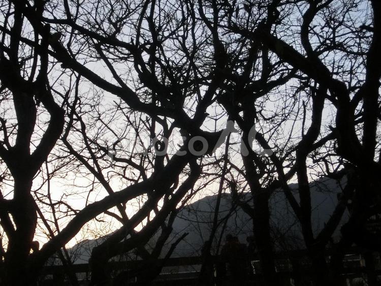 夕暮れ時の木のシルエット-27 夕暮れ,夕方,薄暮の写真素材