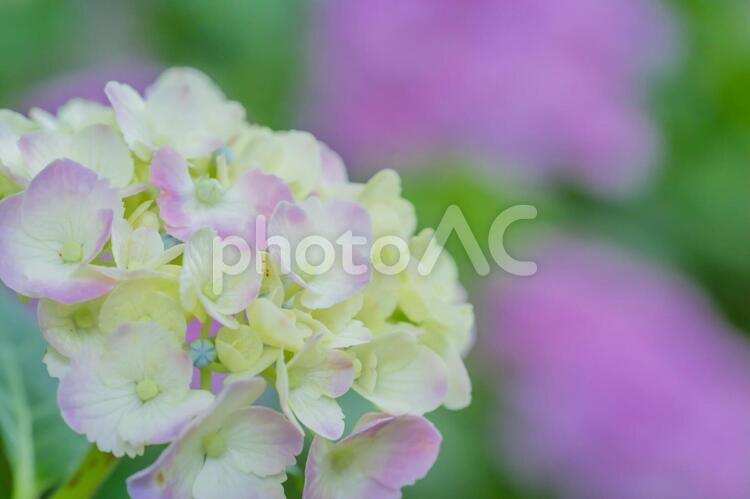 白い紫陽花 上野公園,不忍池,紫陽花の写真素材