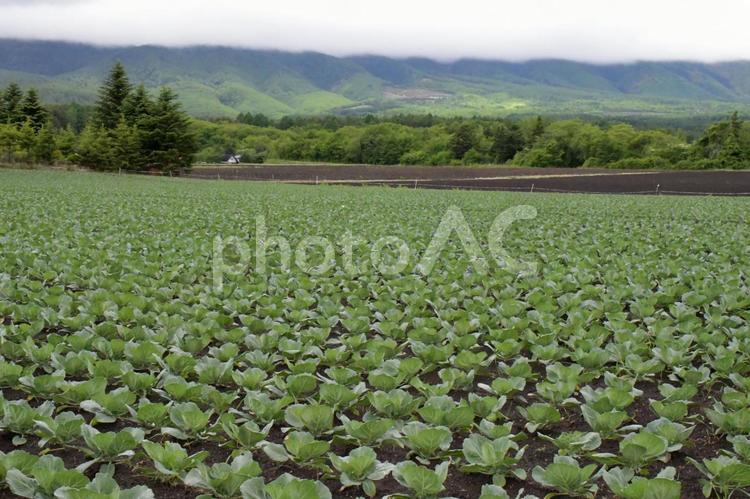 群馬県　嬬恋村　キャベツ畑 キャベツ畑,嬬恋,嬬恋村の写真素材