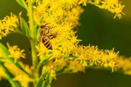 ミツバチとセイタカアワダチソウ⒃の写真