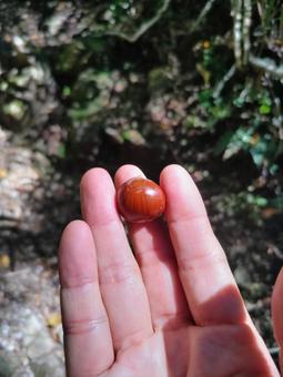 小さな栗 栗,山栗,森の写真素材