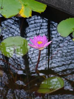 Water lilies, JPG