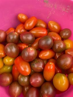 ミニトマト 夏野菜,野菜,収穫の写真素材