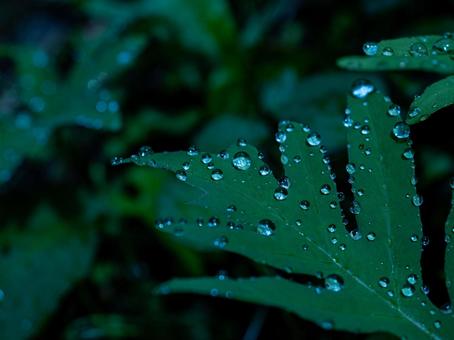 雨の雫いっぱいのコウヤワラビ 夜明け前 雨の雫いっぱいのコウヤワラビ 夜明け前の写真