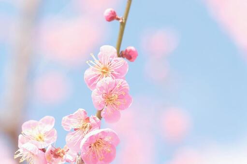 可愛いピンクの梅の花素材 梅,年賀状,梅の花の写真素材