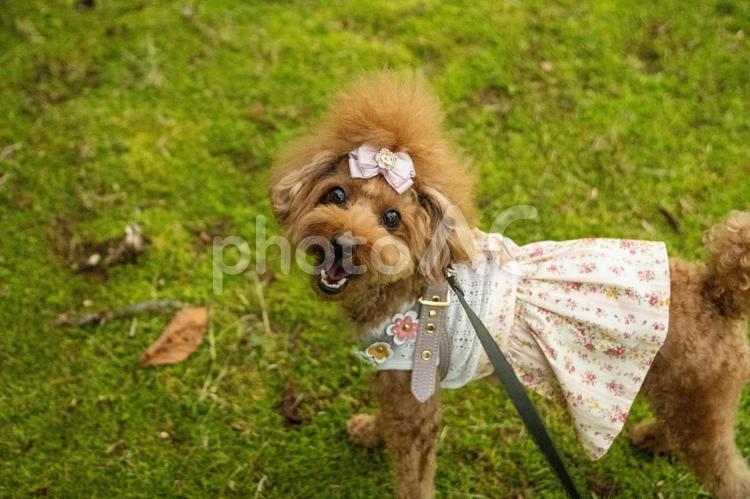 夏の公園で遊ぶトイプードル トイプードル,トイプー,夏の写真素材
