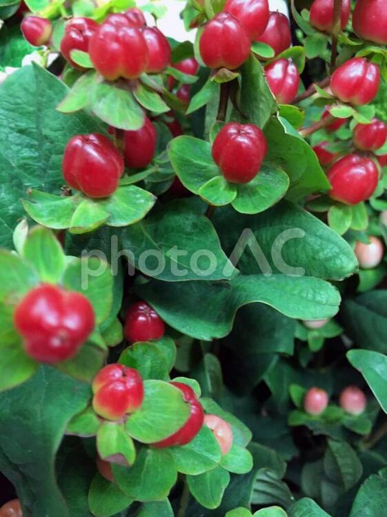 赤い実の植物 赤い実,かわいい,クリスマスカラーの写真素材