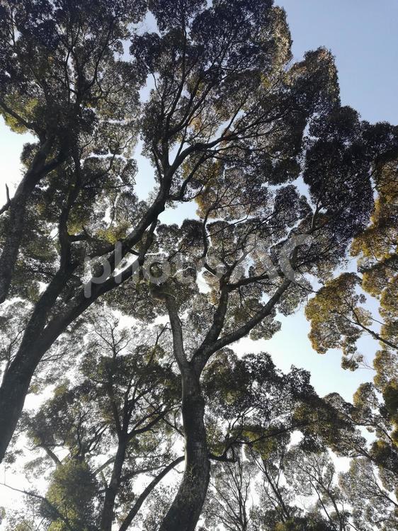 樹木 樹木,木,風景の写真素材