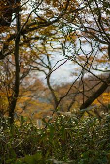 秋の森、木々と下草 秋,森,紅葉の写真素材
