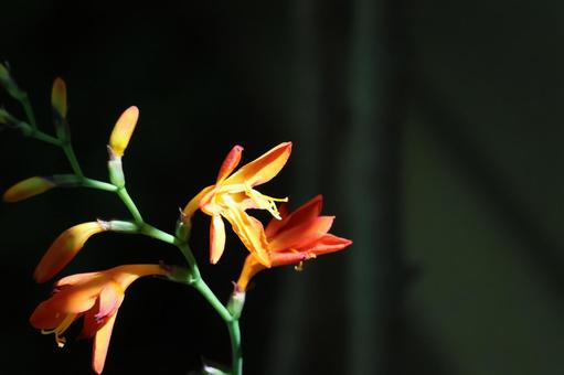 オレンジのヒメヒオウギスイセンのアップの写真