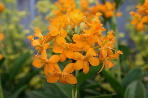 エピデンドラムの写真