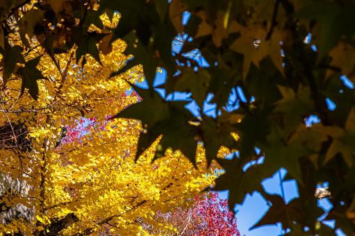 三色の葉と青空のコントラスト 紅葉,秋,葉の写真素材