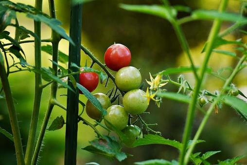 家庭菜園のミニトマト 家庭菜園のミニトマト ミニトマト,チェリートマト,プチトマトの写真素材