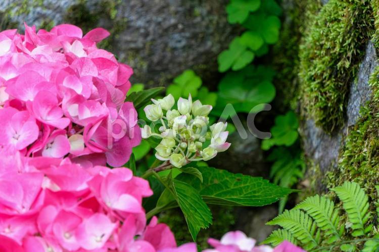 岩陰に咲くピンクのアジサイと蕾 アジサイ,薄紅,蕾の写真素材