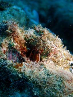 ヒトスジギンポ 海,熱帯魚,沖縄の写真素材