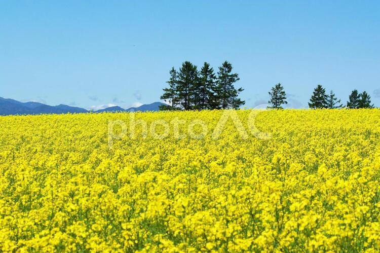 鮮やかな菜の花畑 菜の花畑,旅行,夏の写真素材