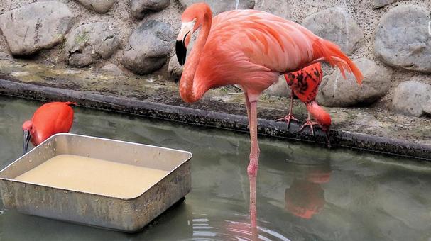 ベニイロフラミンゴとショウジョウトキ ベニイロフラミンゴとショウジョウトキの写真