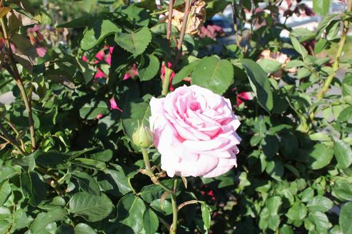 ばら306 ばら306の写真