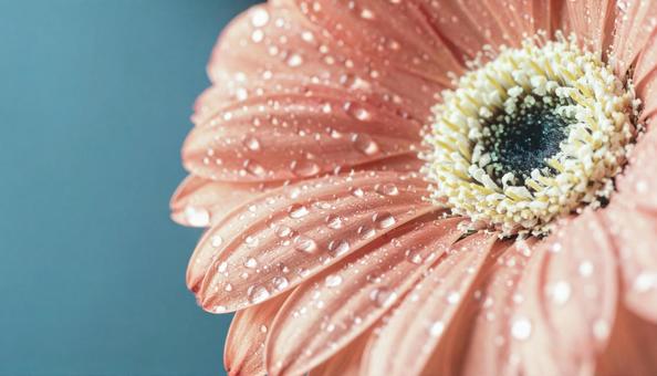 一輪のガーベラの花 一輪のガーベラの花の写真