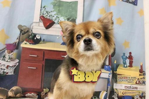 2025.10月チワワのトリミング① 犬,コスプレ,10月の写真素材