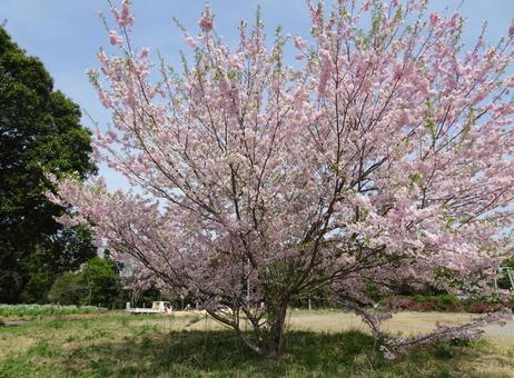 印西の桜-2 印西の桜-2の写真