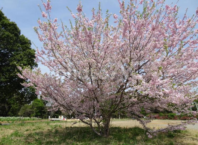 印西の桜-2 千葉県印西市吉高,桜,花びらの写真素材