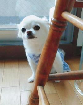 ちらり ちらりの写真