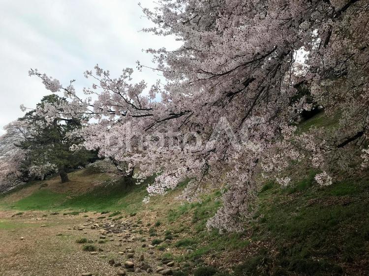群馬県にある七輿山古墳の桜 古墳,群馬県,藤岡市の写真素材