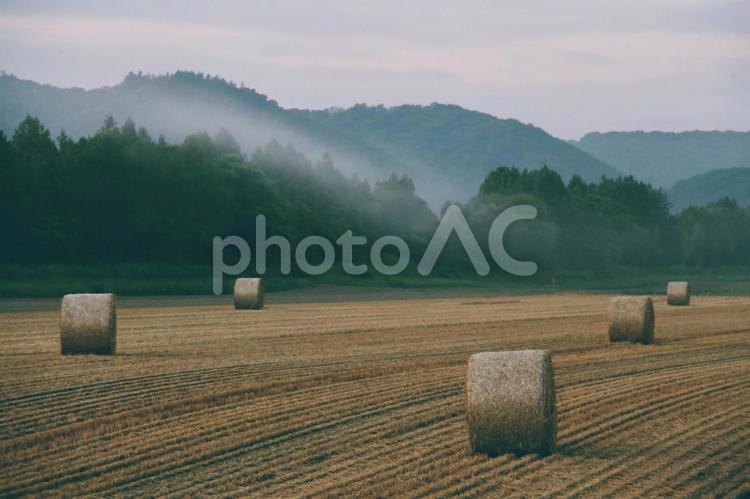牧草ロールがある朝の風景 牧草ロール,朝,朝焼けの写真素材