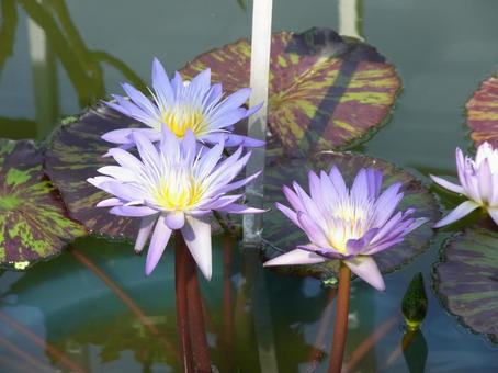 Photo, water lily, flower, plant, 
