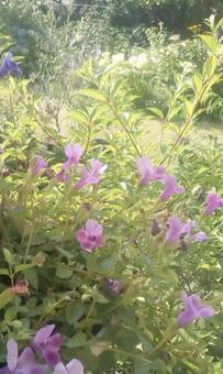 Photo, ফুল, উদ্ভিদ, গাছের পাতা, 