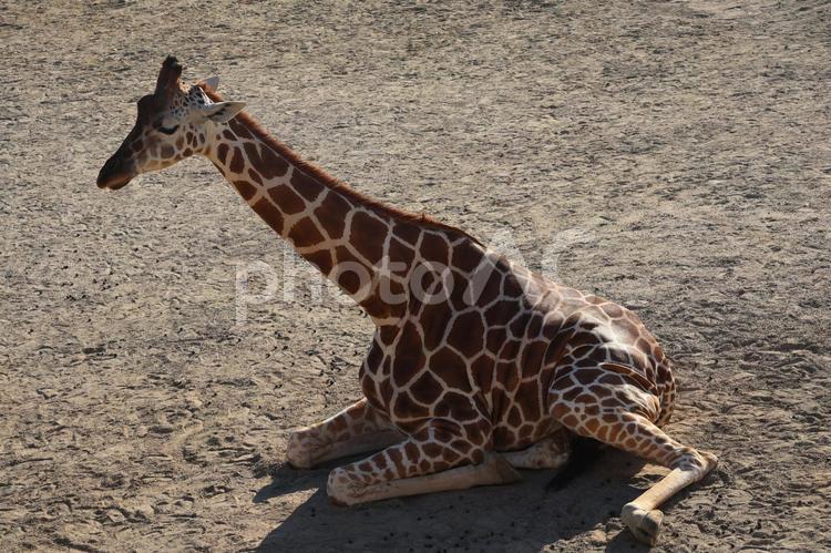 横たわる子供のアミメキリンのいる動物園 横たわる,子供,アミメキリンの写真素材