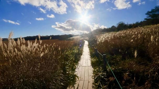 八島湿原 高原,草原,湿原の写真素材