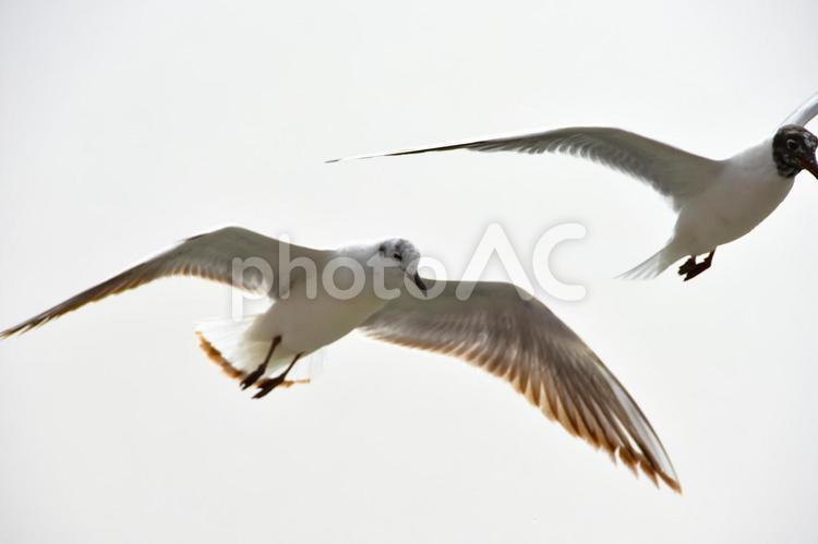 湖畔を羽ばたくカモメ 動物,鳥類,鳥の写真素材
