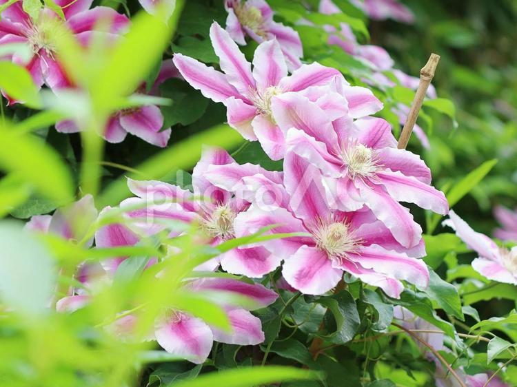 満開のクレマチス クレマチス,紫色,花の写真素材