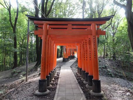 京都 伏見稲荷大社 千本鳥居 京都 伏見稲荷大社 千本鳥居 京都,伏見稲荷大社,千本鳥居の写真素材