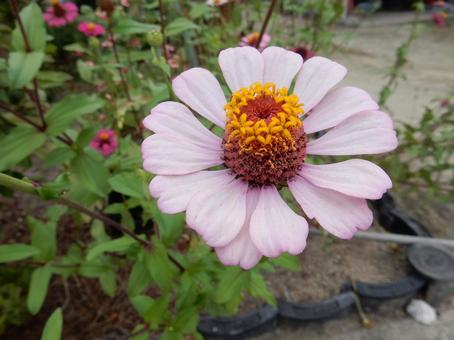 【花の写真】 ヒャクニチソウ（百日草） 百日草,ヒャクニチソウ,植物の写真素材