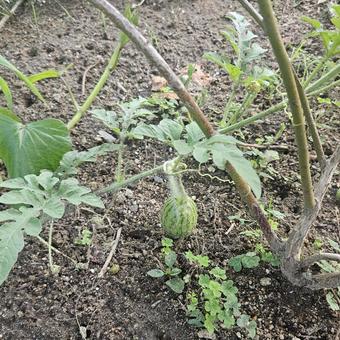 まだ小さなスイカ まだ小さなスイカ スイカ,西瓜,野菜の写真素材