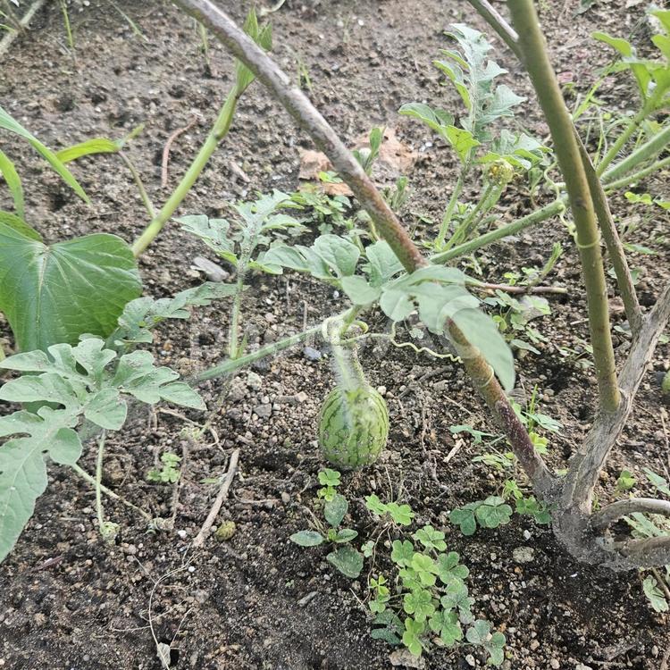 まだ小さなスイカ スイカ,西瓜,野菜の写真素材