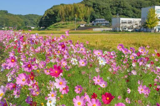 コスモス コスモスの写真