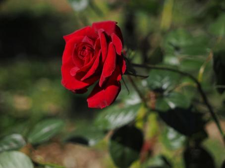 バラガーデンで赤い薔薇を撮った写真です バラガーデンで赤い薔薇を撮った写真です 花,薔薇,花びらの写真素材