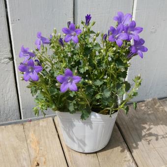 Campanula bellflower seedlings, JPG