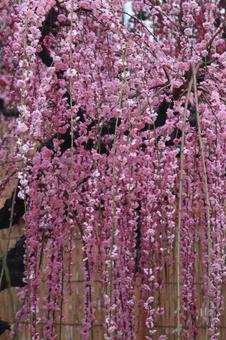 Photo, ume, flower, spring, 