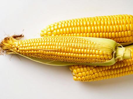 野菜・トウモロコシ 野菜・トウモロコシの写真